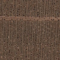 African Mahogany (endgrain 10x) African Mahogany (endgrain 10x)