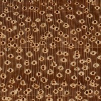Afzelia (endgrain 10x)