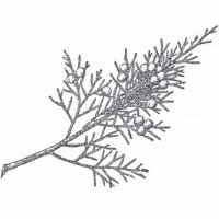 Aromatic Red Cedar (foliage) Aromatic Red Cedar (foliage)