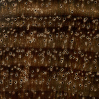 Australian Blackwood (endgrain 10x)