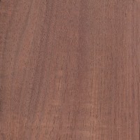 Australian Blackwood (Acacia melanoxylon)