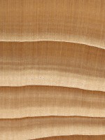 balsam-fir-endgrain-zoom