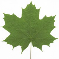 Bigleaf Maple (leaf) Bigleaf Maple (leaf)