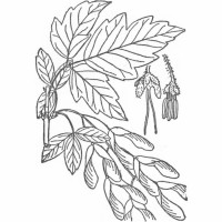 box-elder-leaf-ill box-elder-leaf-ill