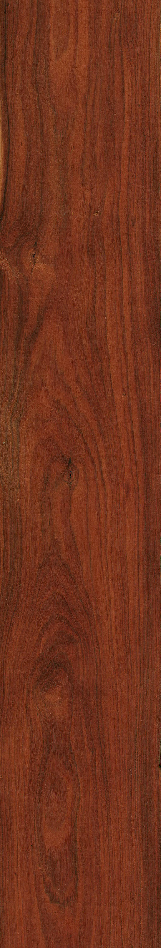 Brazilwood The Wood Database Lumber Identification (Hardwood)