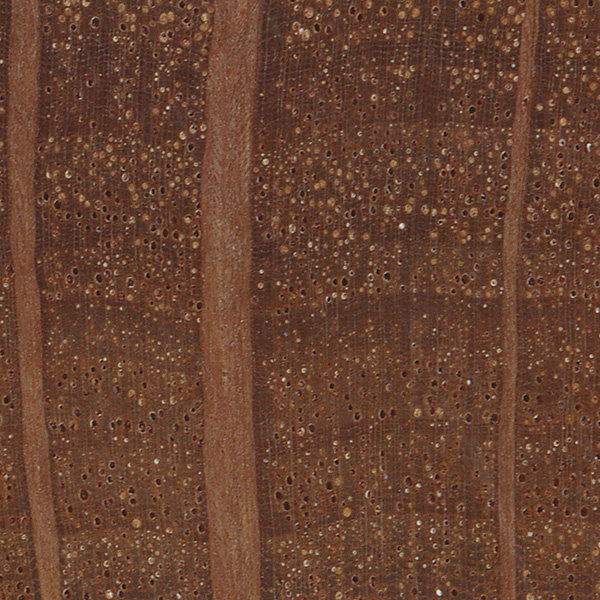 Australian Buloke The Wood Database Lumber Identification (Hardwood)