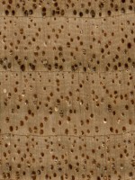 butternut-endgrain-zoom