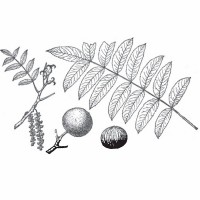 Claro Walnut (foliage)