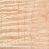 Curly Maple (Acer spp.)