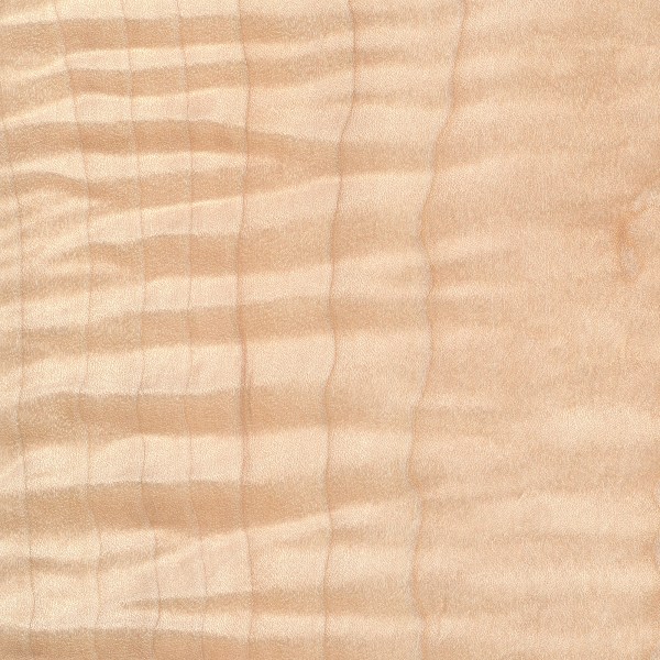 curly maple tree