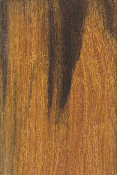 desert-ironwood.jpg