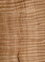 Eucalyptus obliqua (sealed)