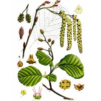 European Alder (foliage)