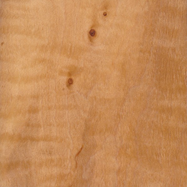 European Alder The Wood Database Lumber Identification (Hardwood)