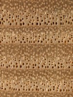 european-ash-endgrain-zoom-s