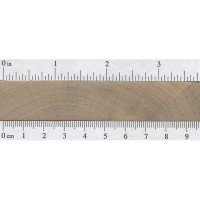 Field Maple (endgrain) Field Maple (endgrain)