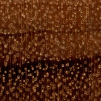 Goncalo Alves (endgrain 10x)