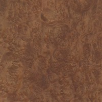 Hard Maple (burl)