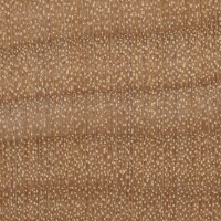 Hard Maple (endgrain 10x)