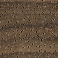 Koa (endgrain 10x) Koa (endgrain 10x)