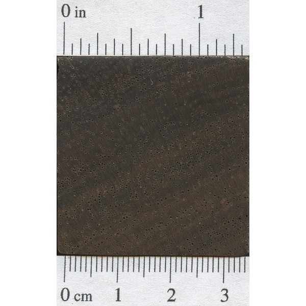 Leadwood The Wood Database Lumber Identification (Hardwoods)