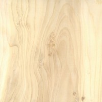 Northern White Cedar (Thuja occidentalis) Northern White Cedar (Thuja occidentalis)