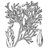 Northern White Cedar (foliage) Northern White Cedar (foliage)