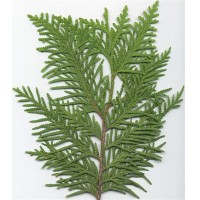 Northern White Cedar (leaf) Northern White Cedar (leaf)
