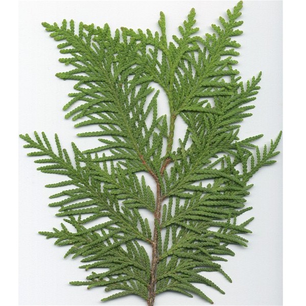 Northern White Cedar The Wood Database Lumber Identification (Softwood)