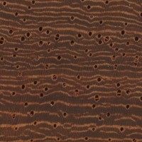 Padauk (endgrain 10x)