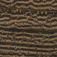 Panga Panga (endgrain 10x) Panga Panga (endgrain 10x)