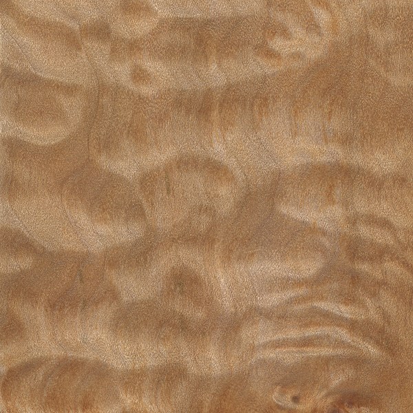 Quilted Maple The Wood Database Lumber Identification (Hardwood)