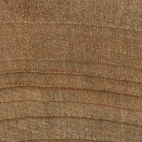 Red Maple (endgrain 10x)
