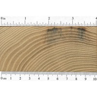 Sassafras (endgrain) Sassafras (endgrain)