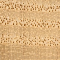 Sassafras (endgrain 10x) Sassafras (endgrain 10x)