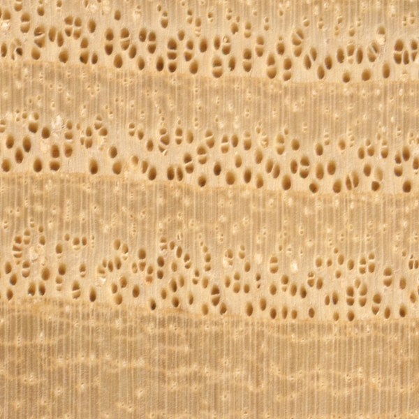 Sassafras  The Wood Database - Lumber Identification (Hardwoods)