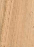 Silver Maple (Acer saccharinum)