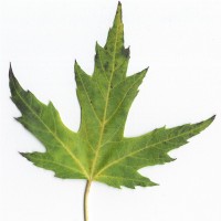 silver-maple-leaf silver-maple-leaf