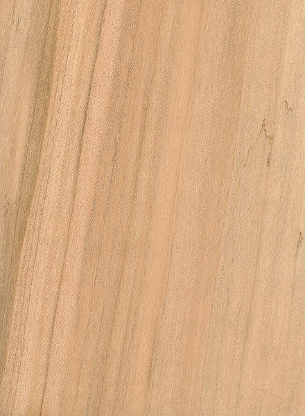 Silver Maple | The Wood Database - Lumber Identification (