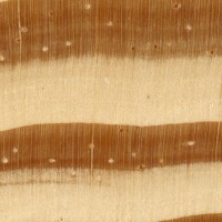 southern-yellow-pine-endgrain-zoom