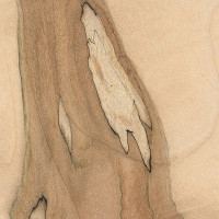 Spalted Maple (sanded)