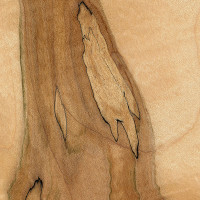 Spalted Maple (sealed)