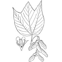 striped-maple-leaf-ill striped-maple-leaf-ill