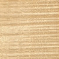 Sycamore Maple (curly)