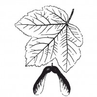 Sycamore Maple (foliage)