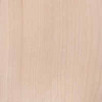 Sycamore Maple (Acer pseudoplatanus)
