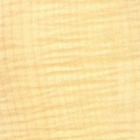 Sycamore Maple (sealed)