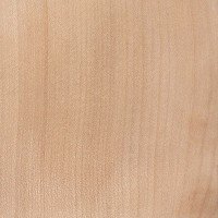 Sycamore Maple (sealed)