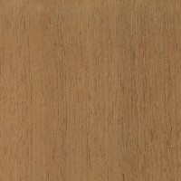 Teak (Tectona grandis)