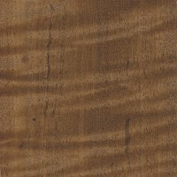 Teak (curly) Teak (curly)